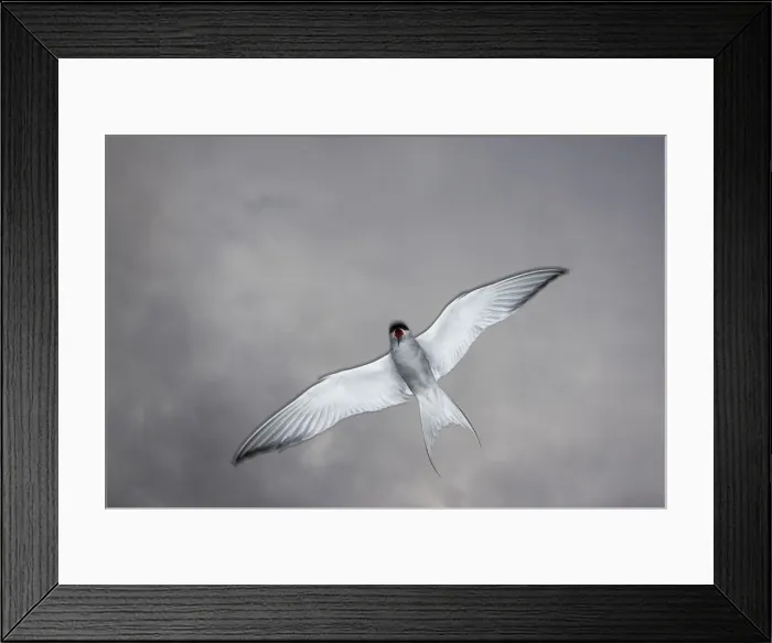 Framed Print : DDE-90033547 Framed Print : DDE-90033547