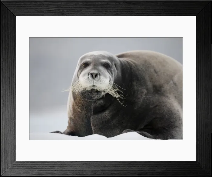 Framed Print : DDE-90033550 Framed Print : DDE-90033550