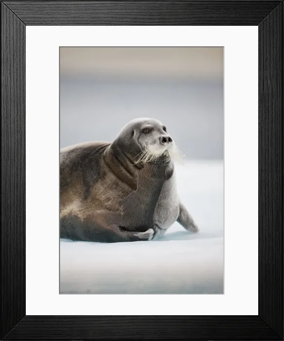 Framed Print : DDE-90033549 Framed Print : DDE-90033549