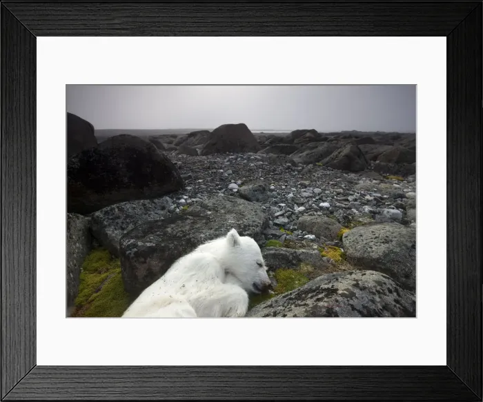 Framed Print : DDE-90033559 Framed Print : DDE-90033559