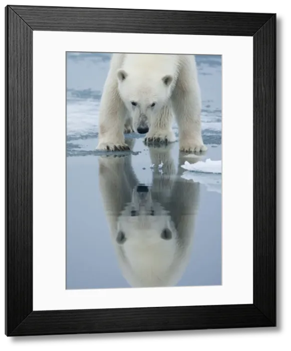 Framed Print : DDE-90033563 Framed Print : DDE-90033563
