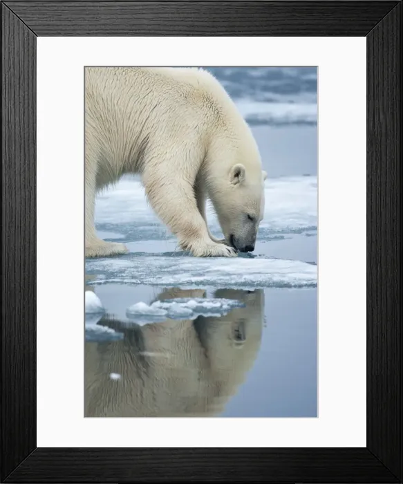 Framed Print : DDE-90033562 Framed Print : DDE-90033562
