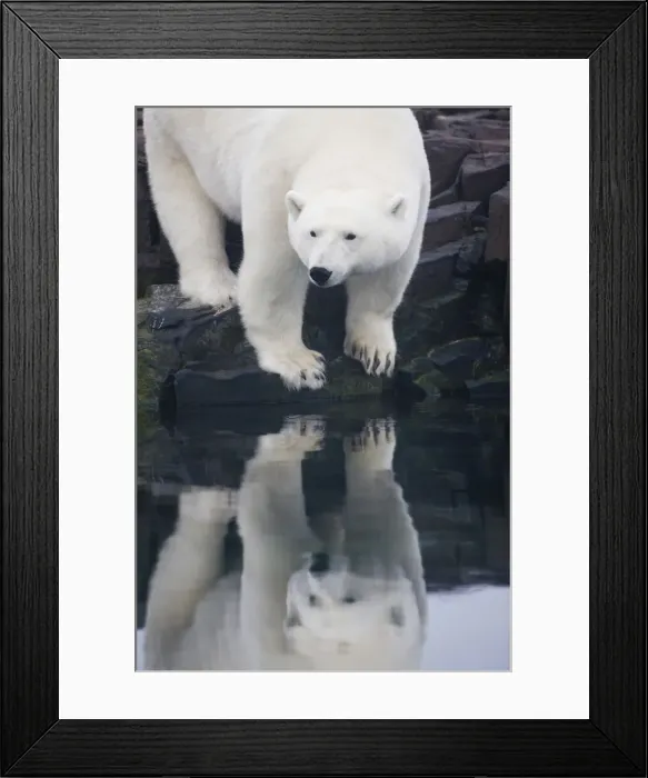 Framed Print : DDE-90033564 Framed Print : DDE-90033564