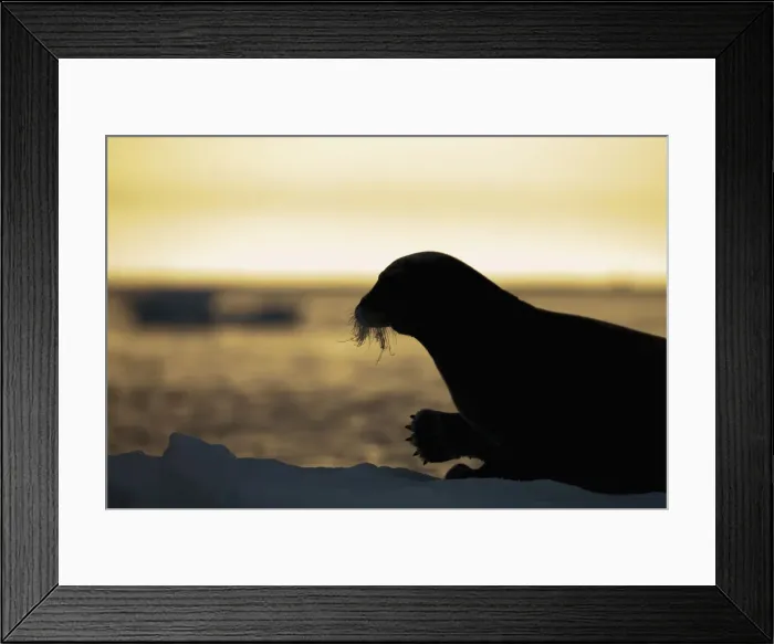 Framed Print : DDE-90033576 Framed Print : DDE-90033576