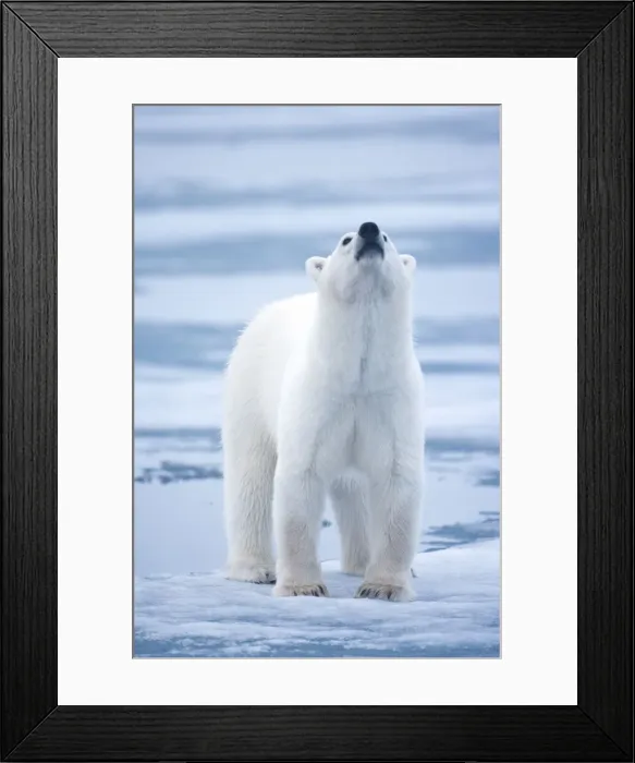 Framed Print : DDE-90033577 Framed Print : DDE-90033577