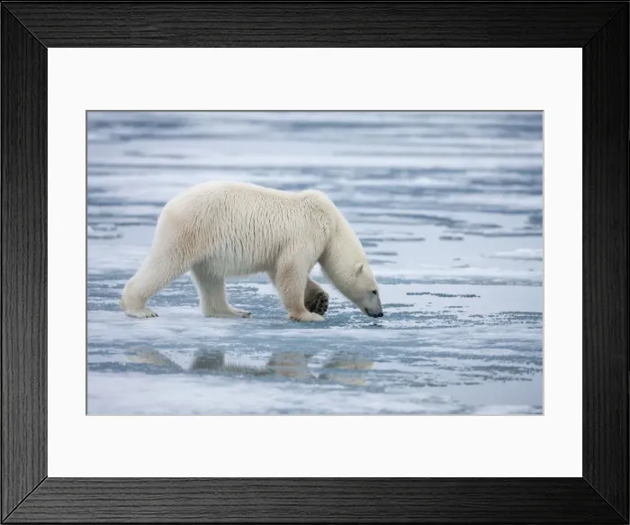 Framed Print : DDE-90033574 Framed Print : DDE-90033574