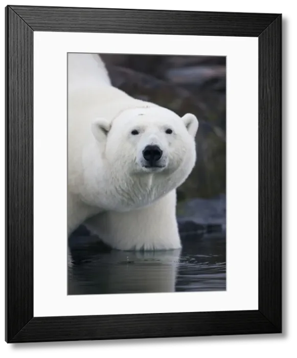 Framed Print : DDE-90033579 Framed Print : DDE-90033579