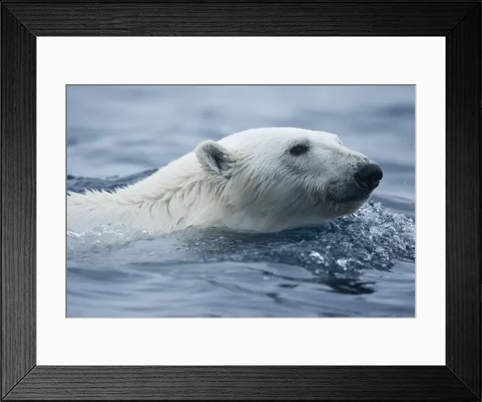 Framed Print : DDE-90033583 Framed Print : DDE-90033583