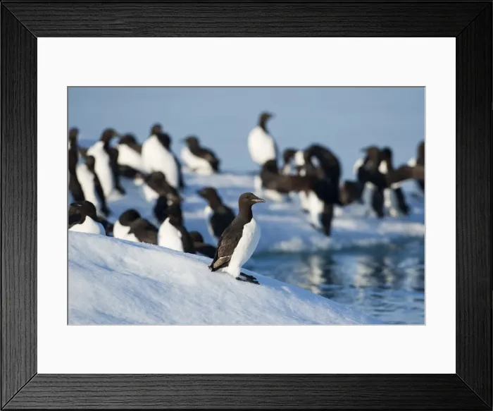 Framed Print : DDE-90033589 Framed Print : DDE-90033589