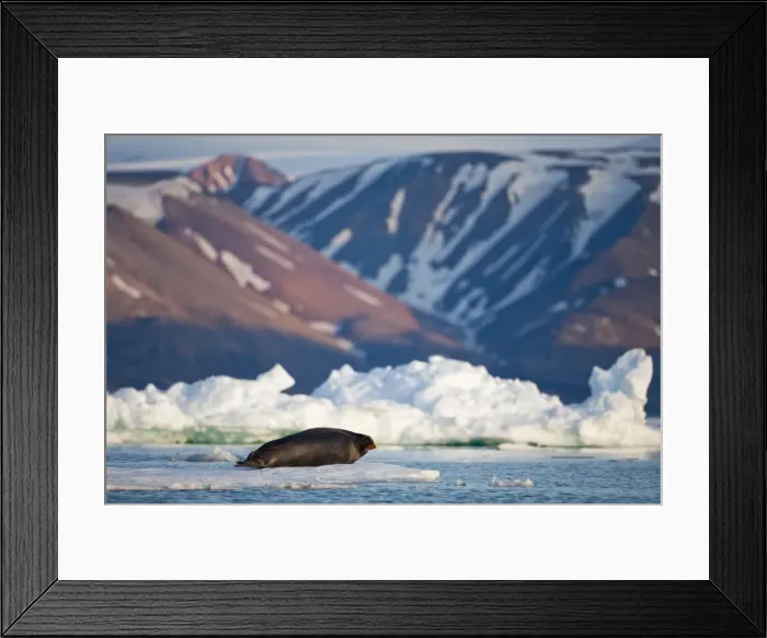 Framed Print : DDE-90033595 Framed Print : DDE-90033595