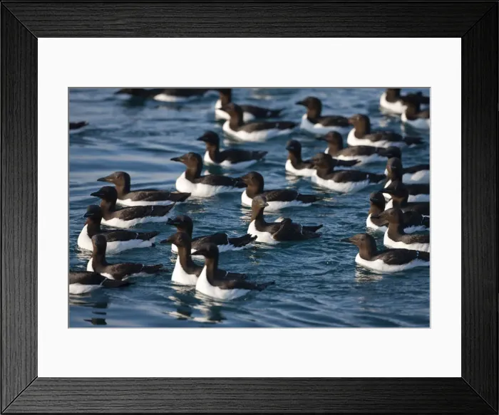 Framed Print : DDE-90033591 Framed Print : DDE-90033591