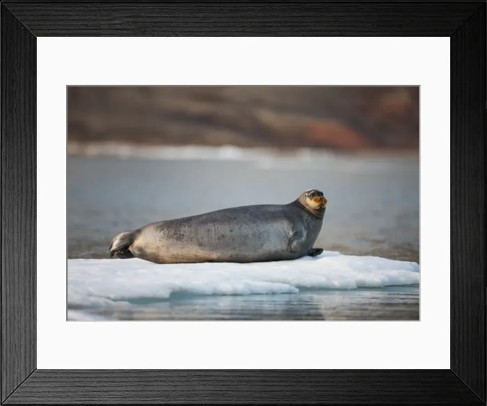 Framed Print : DDE-90033596 Framed Print : DDE-90033596