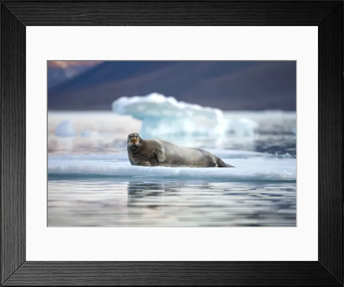 Framed Print : DDE-90033599 Framed Print : DDE-90033599