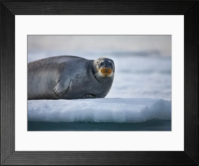 Framed Print : DDE-90033597 Framed Print : DDE-90033597