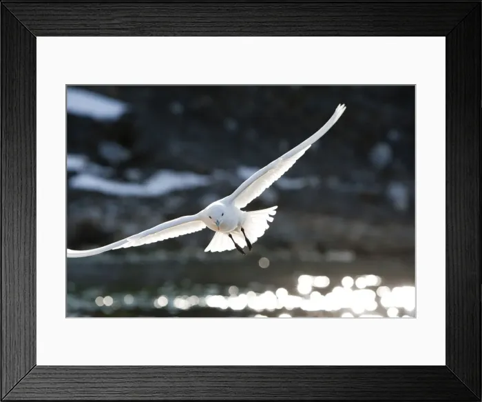 Framed Print : DDE-90033603 Framed Print : DDE-90033603