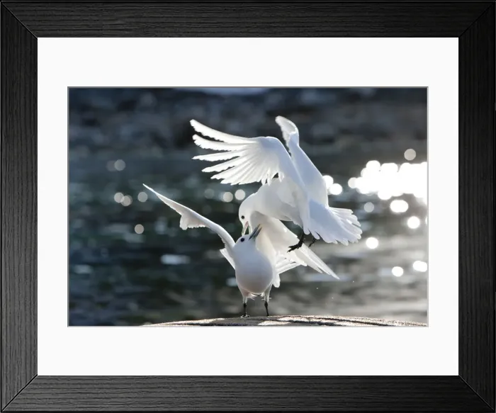 Framed Print : DDE-90033604 Framed Print : DDE-90033604