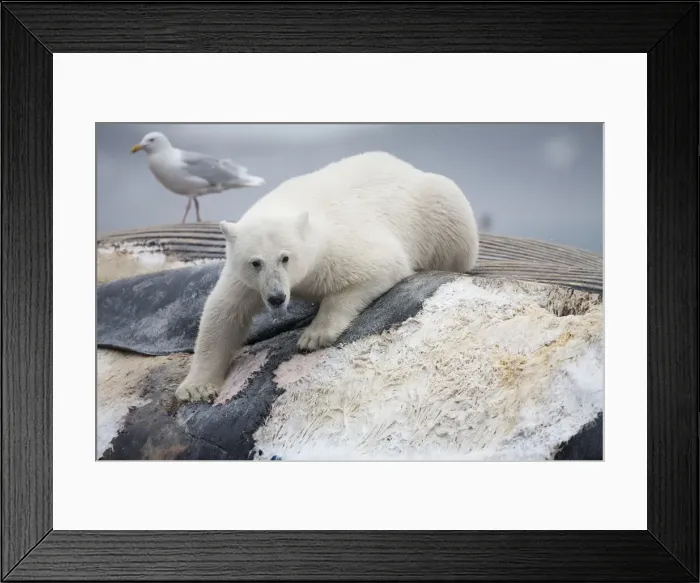 Framed Print : DDE-90033605 Framed Print : DDE-90033605