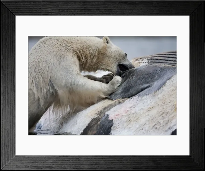 Framed Print : DDE-90033607 Framed Print : DDE-90033607