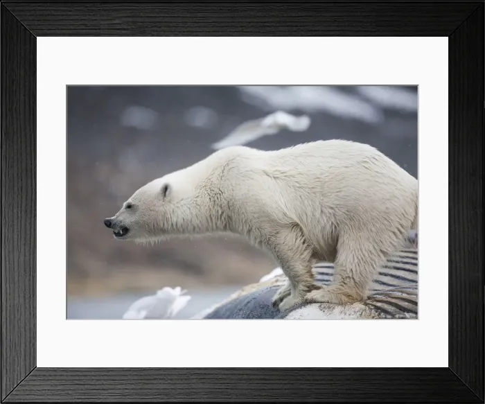 Framed Print : DDE-90033606 Framed Print : DDE-90033606