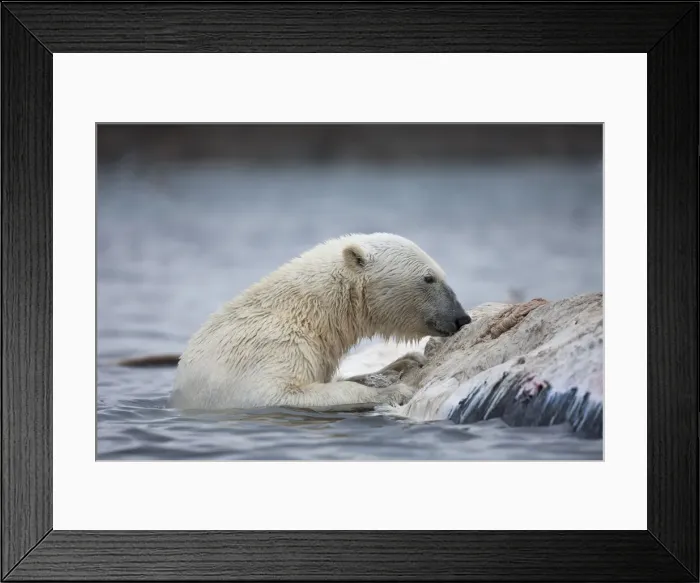 Framed Print : DDE-90033608 Framed Print : DDE-90033608