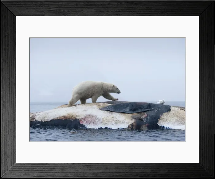 Framed Print : DDE-90033610 Framed Print : DDE-90033610