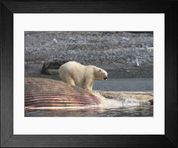 Framed Print : DDE-90033611 Framed Print : DDE-90033611