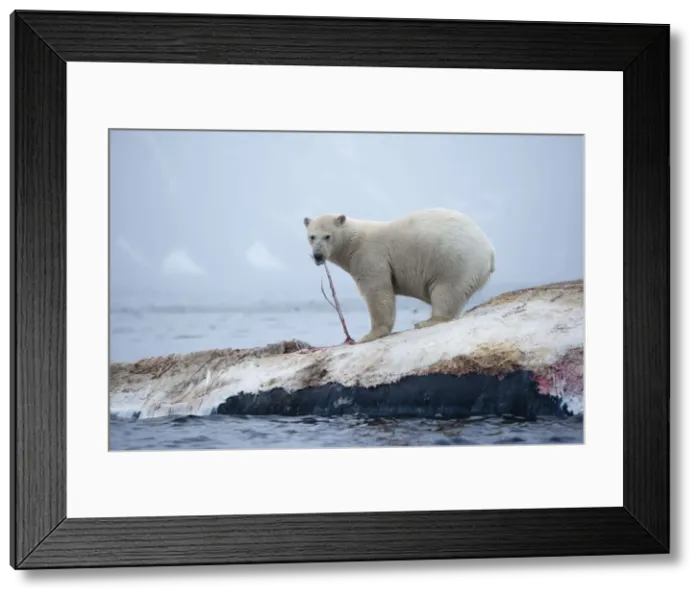 Framed Print : DDE-90033609 Framed Print : DDE-90033609