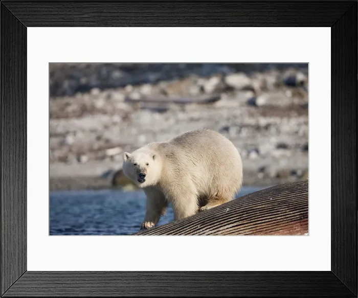 Framed Print : DDE-90033612