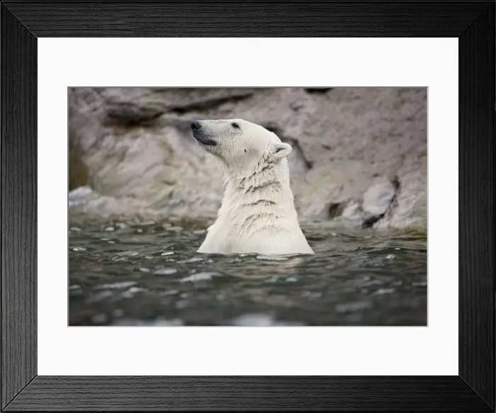 Framed Print : DDE-90033615 Framed Print : DDE-90033615