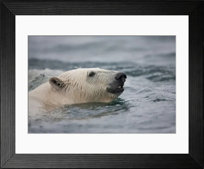 Framed Print : DDE-90033614 Framed Print : DDE-90033614