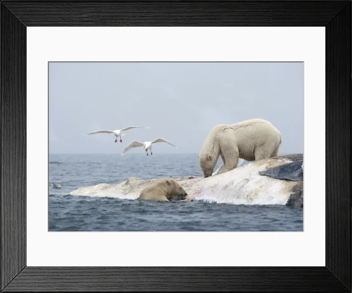 Framed Print : DDE-90033616 Framed Print : DDE-90033616