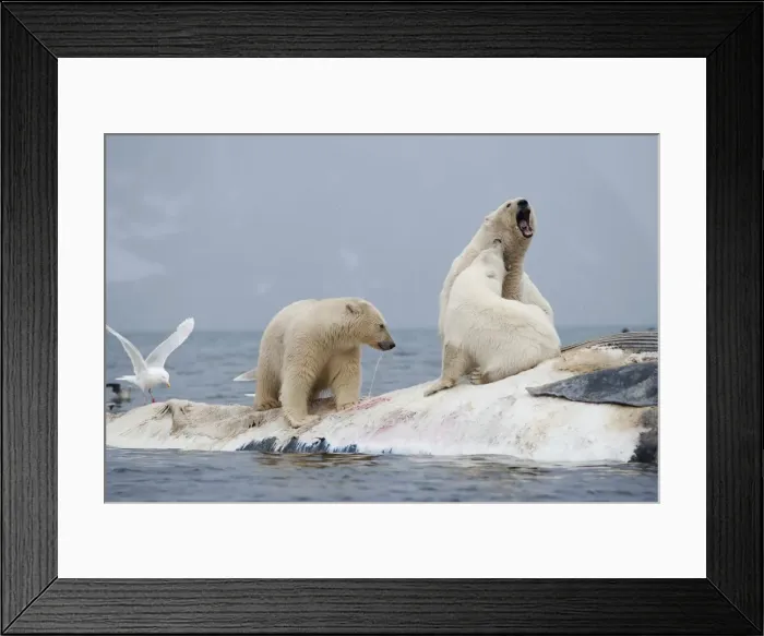 Framed Print : DDE-90033617 Framed Print : DDE-90033617