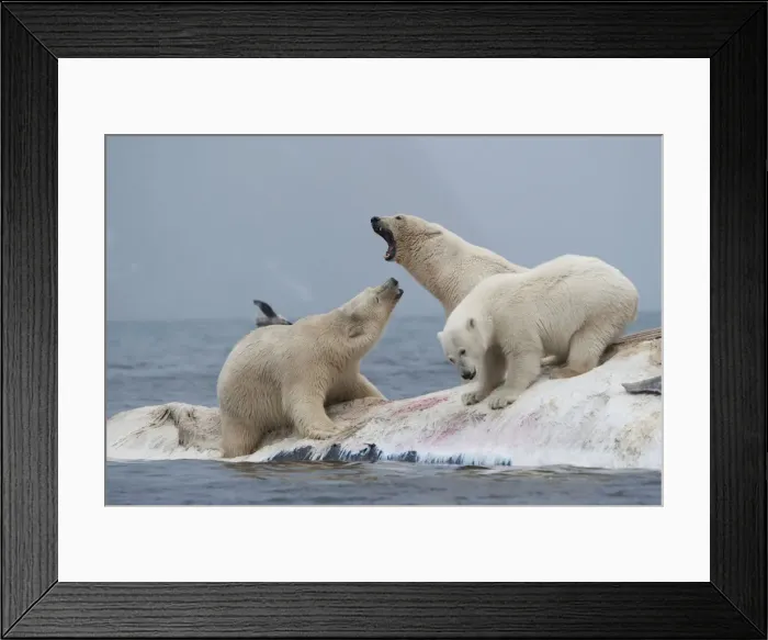 Framed Print : DDE-90033618 Framed Print : DDE-90033618