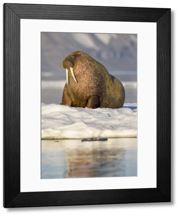 Framed Print : DDE-90033625 Framed Print : DDE-90033625