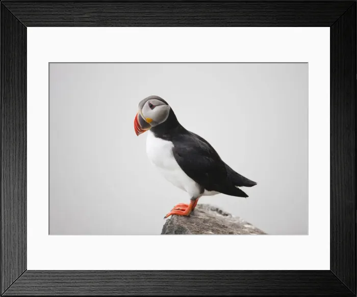 Framed Print : DDE-90033623 Framed Print : DDE-90033623