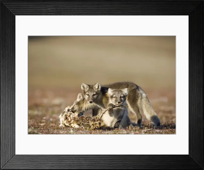 Framed Print : DDE-90033629 Framed Print : DDE-90033629