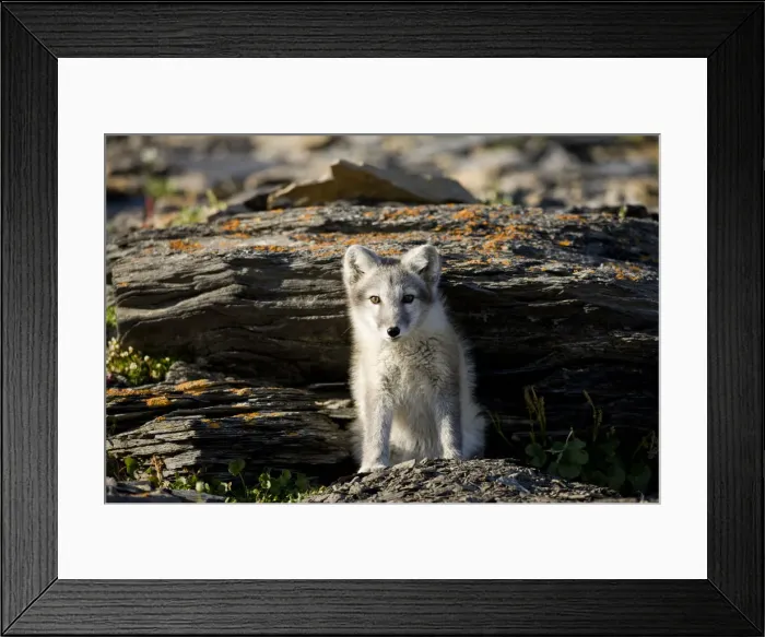 Framed Print : DDE-90033630 Framed Print : DDE-90033630