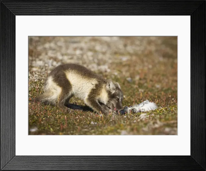 Framed Print : DDE-90033631 Framed Print : DDE-90033631