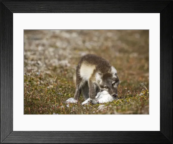Framed Print : DDE-90033632 Framed Print : DDE-90033632