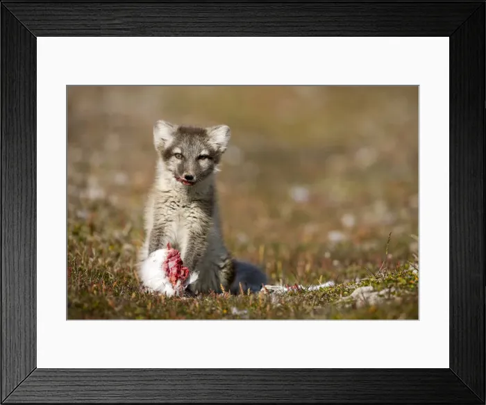 Framed Print : DDE-90033633 Framed Print : DDE-90033633