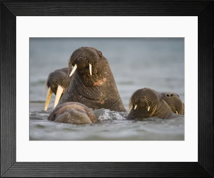 Framed Print : DDE-90033628 Framed Print : DDE-90033628