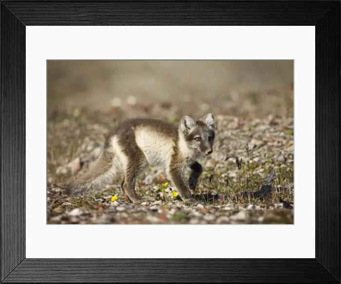 Framed Print : DDE-90033635 Framed Print : DDE-90033635