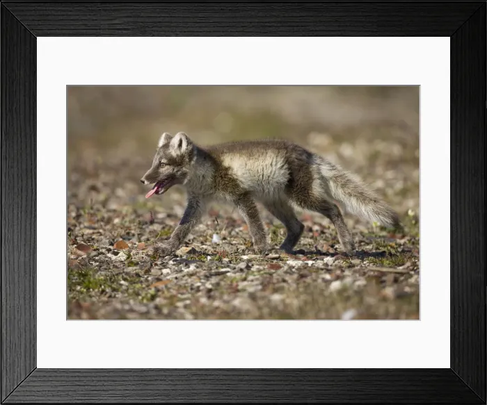 Framed Print : DDE-90033636