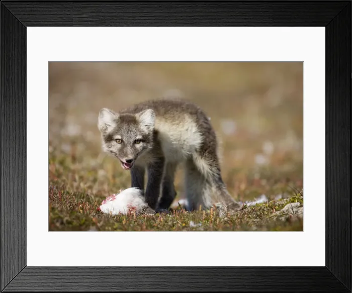 Framed Print : DDE-90033634 Framed Print : DDE-90033634