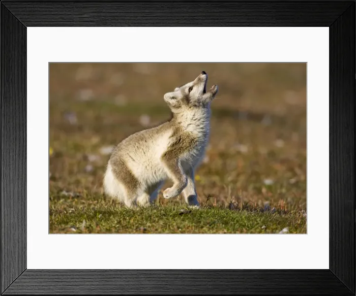 Framed Print : DDE-90033637 Framed Print : DDE-90033637