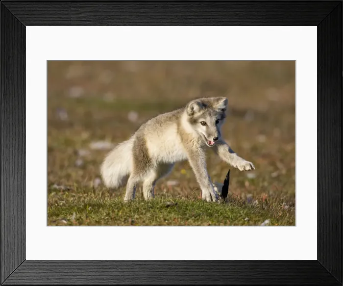 Framed Print : DDE-90033638 Framed Print : DDE-90033638
