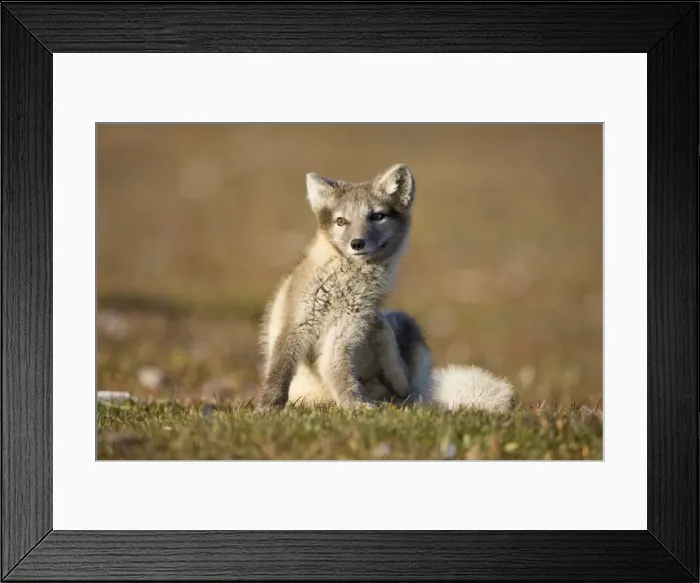 Framed Print : DDE-90033639 Framed Print : DDE-90033639