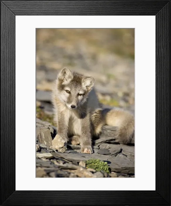 Framed Print : DDE-90033640 Framed Print : DDE-90033640