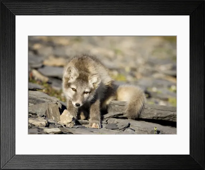 Framed Print : DDE-90033641 Framed Print : DDE-90033641