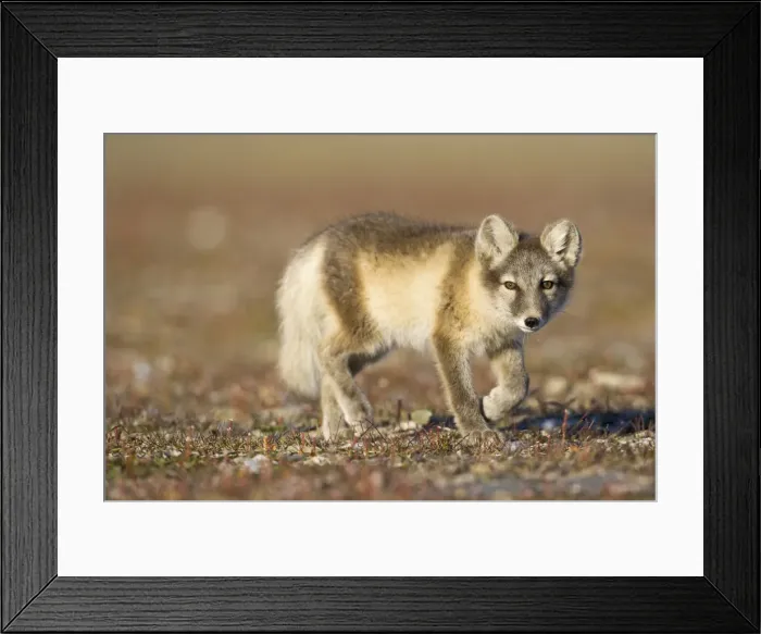 Framed Print : DDE-90033643 Framed Print : DDE-90033643
